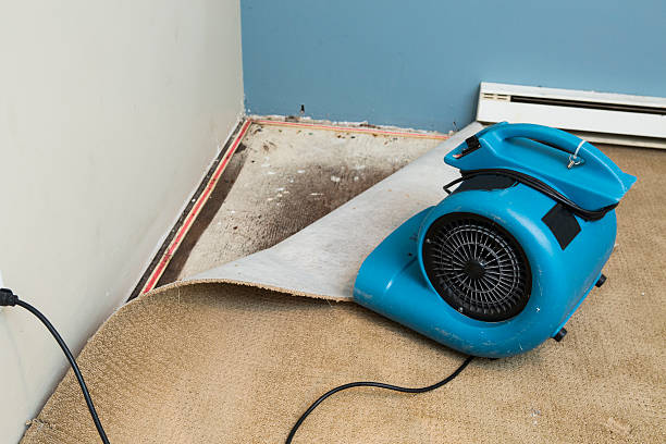 Best Carpet water damage restoration  in Warroad, MN